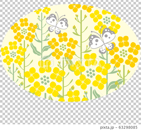 菜の花　蝶　黄色背景　楕円形　イラスト 63298085