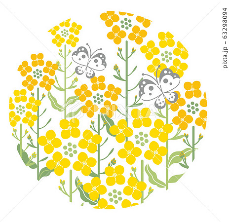 菜の花　蝶　白色背景　円形　イラスト 63298094