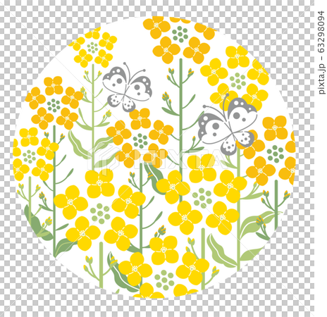 菜の花　蝶　白色背景　円形　イラスト 63298094