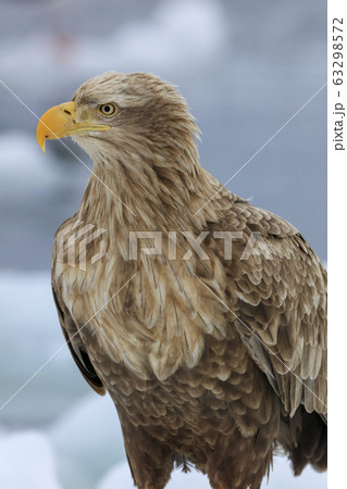 流氷に乗るオジロワシ 流氷に乗るオジロワシ 63298572