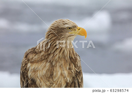 流氷に乗るオジロワシ 流氷に乗るオジロワシ 63298574