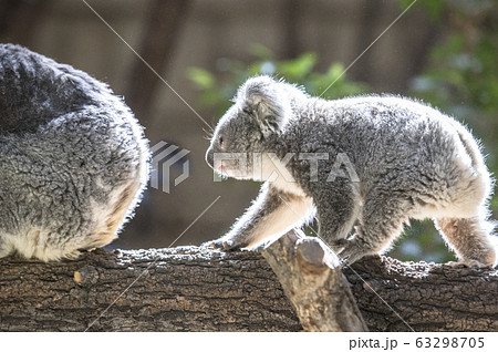 コアラの赤ちゃんが 母親コアラを追いかけて歩く姿の写真素材