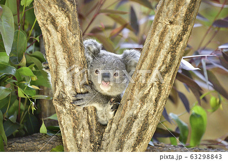 コアラ とってもかわいい赤ちゃんコアラの写真素材