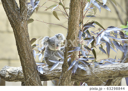 コアラ とってもかわいい赤ちゃんコアラの写真素材