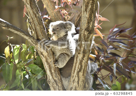 コアラ とってもかわいい赤ちゃんコアラの写真素材