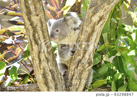 コアラ とってもかわいい赤ちゃんコアラの写真素材