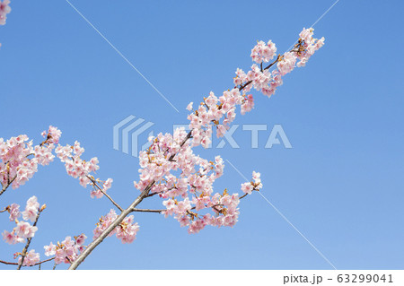 河津桜 河津桜 63299041