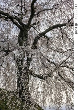 麻績の里石塚桜 麻績の里石塚桜 63299613