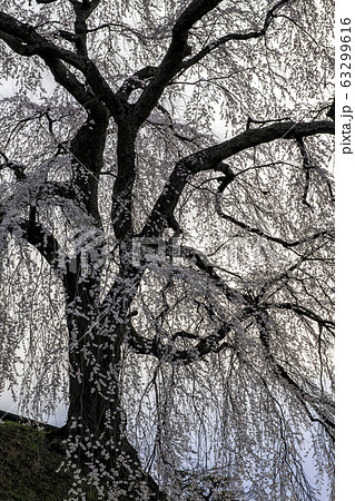 麻績の里石塚桜 63299616