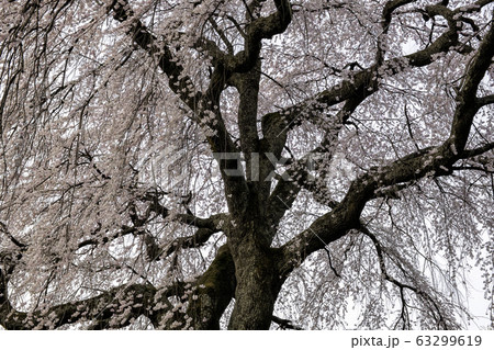 麻績の里石塚桜 麻績の里石塚桜 63299619