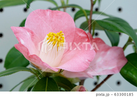 楼蘭・・・つばき 楼蘭・・・つばき 63300185