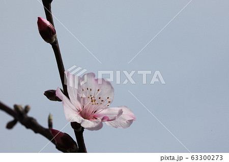 アーモンドの花 アーモンドの花 63300273