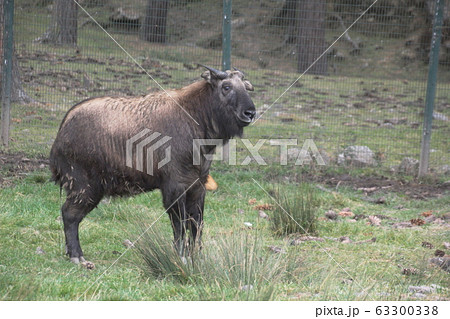 ターキン ターキン 63300338