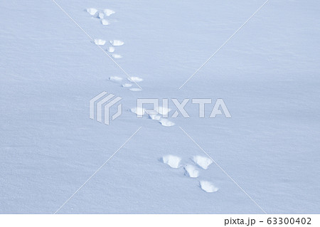 ウサギの足跡　雪山 63300402