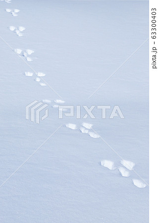 ウサギの足跡 雪山の写真素材