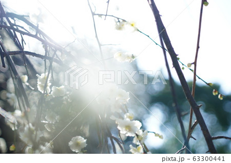 京都の桜 63300441