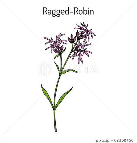 Ragged Robin Lychnis Flos Cuculi Medicinal Plant Stock Illustration Ragged Robin Lychnis Flos Cuculi Medicinal Plant Stock Illustration