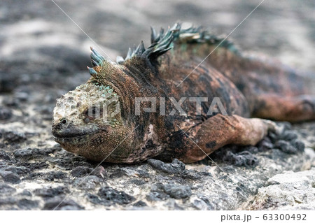 うつぶせのガラパゴスウミイグアナ 63300492