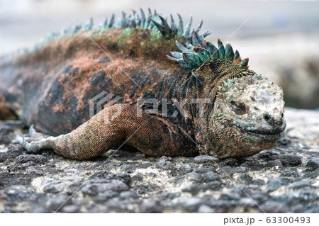 うつぶせのガラパゴスウミイグアナ② 63300493
