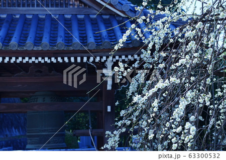 京都の桜 63300532