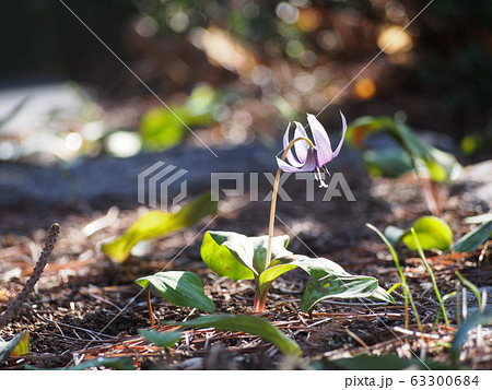 カタクリの花（埼玉県深谷市） 63300684