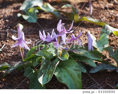 カタクリの花(埼玉県深谷市) カタクリの花(埼玉県深谷市) 63300690