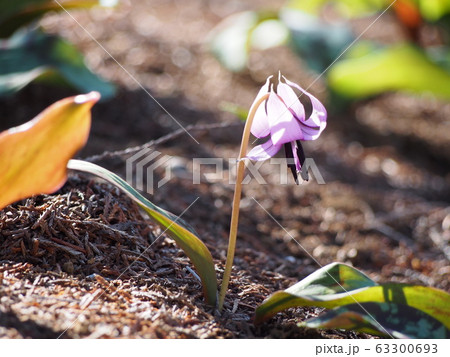 カタクリの花(埼玉県深谷市) カタクリの花(埼玉県深谷市) 63300693