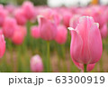 チューリップ 63300919