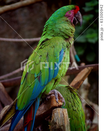 ミドリコンゴウインコ1（静岡県伊東市） 63300942