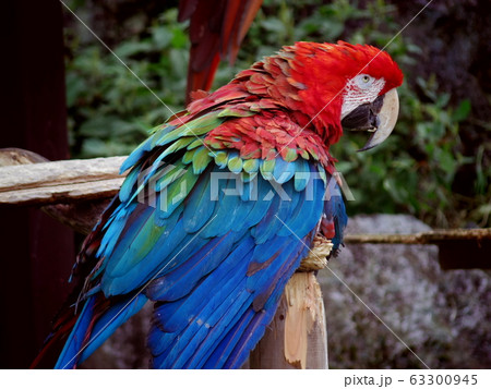 ベニコンゴウインコ2（静岡県伊東市） 63300945