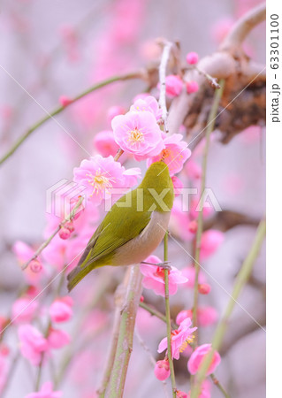 枝垂れ梅とメジロ 63301100
