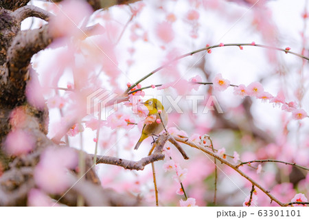 枝垂れ梅とメジロ 枝垂れ梅とメジロ 63301101