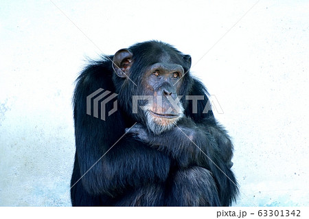 チンパンジー 座る の写真素材