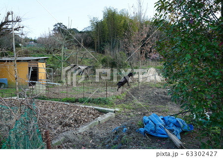 ヤギ・長いヒゲ・策の中 63302427