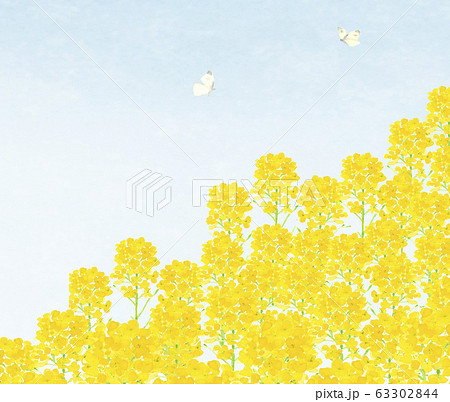 いちめんの菜の花とモンシロチョウと青空 水彩 63302844