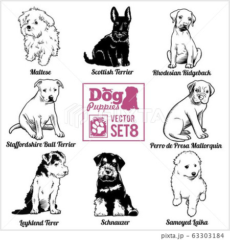 Dog Puppies - Vector set. Funny dogs puppy pet characters different breads doggy. 63303184