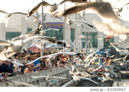 Bang Pu and visitors feeding thousands of seagulls Bang Pu and visitors feeding thousands of seagulls 63303667