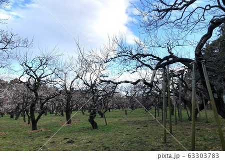 茨城県 水戸市 偕楽園の梅 63303783