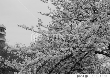 モノクロの世界の桜のイラスト素材