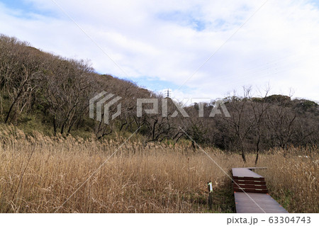 湿原 湿原 63304743