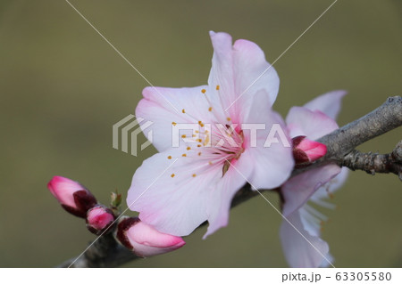アーモンドの花 アーモンドの花 63305580