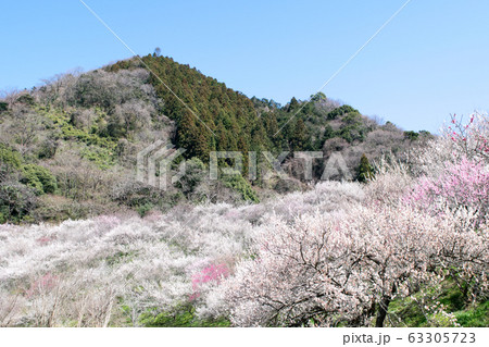 高尾山　高尾梅郷　木下沢梅林（こげさわばいりん） 63305723