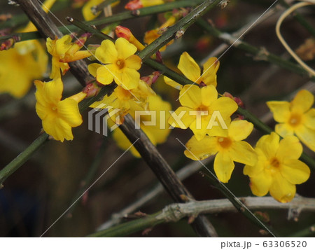 迎春花 迎春花 63306520