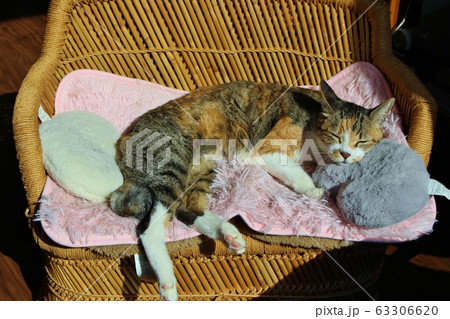 まどろむねこ 63306620