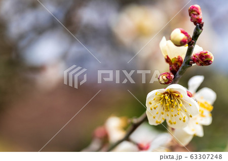 堤梅団地の梅の花　宮城大河原 63307248