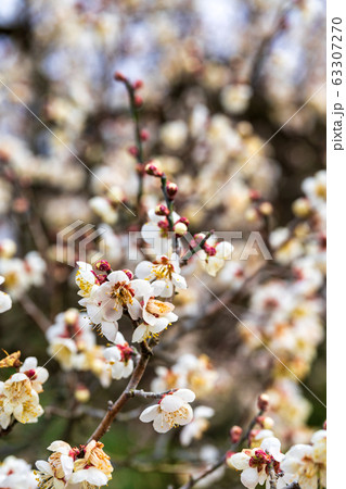 堤梅団地の梅の花 宮城大河原 堤梅団地の梅の花 宮城大河原 63307270