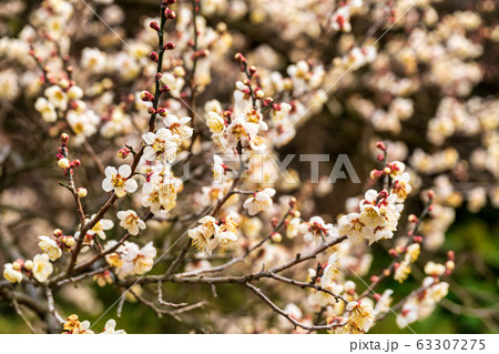 堤梅団地の梅の花　宮城大河原 63307275