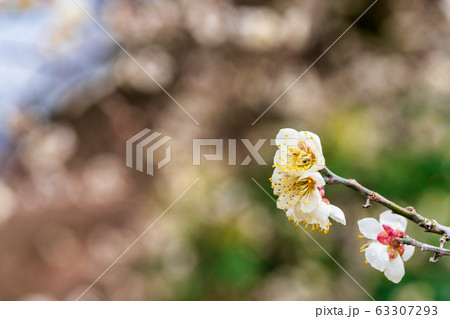 堤梅団地の梅の花 宮城大河原 堤梅団地の梅の花 宮城大河原 63307293