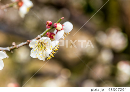 堤梅団地の梅の花　宮城大河原 63307294