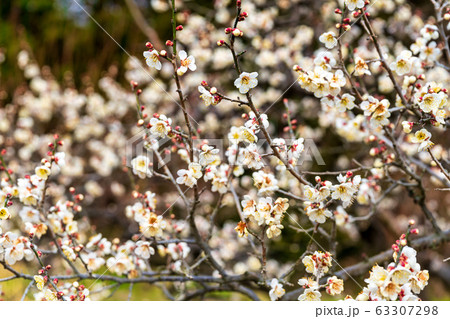 堤梅団地の梅の花　宮城大河原 63307298